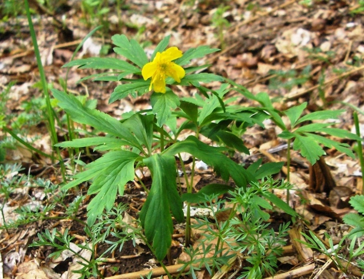 Anemonoides ranunculoides / Anemone gialla